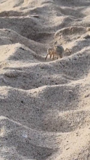 Обитатели лагуны Марс-Асалайя, Марса-Алам, Египет, 1.04. Мир Универсологии