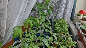 Обзор рассады в конце марта.