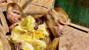 ТАК СМЕШНО! Люська ПРОСТО РАЗРЫВАЕТСЯ — бежать за едой или всё‑таки опекать Анфису!