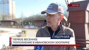 Первое весеннее пополнение в ивановском зоопарке