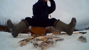 Вся рыба ловится на зимней рыбалке с прикормкой обжаренная ячка с чесноком