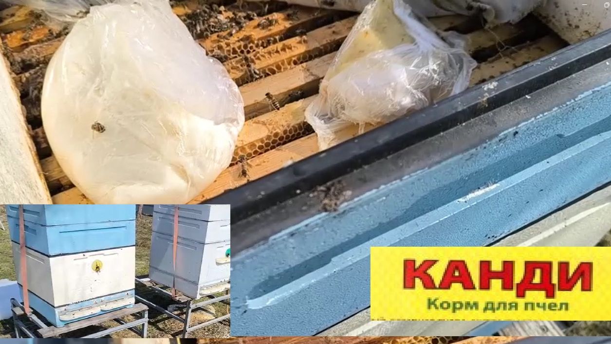 Пчелы. Вторая подкормка пчел весной канди для стимуляции развития  семьи .
