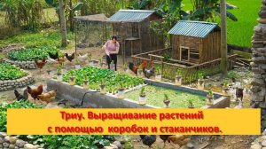 Триу. Выращивание растений с помощью   пенопластовых коробок и пластиковых стаканчиков.
