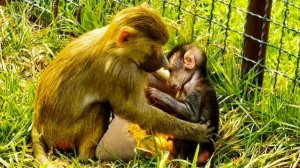 ПРОСТО ДО СЛЕЗ! Надо видеть с какой ЛЮБОВЬЮ Маня ОБНИМАЕТ И ОБЕРЕГАЕТ Николь🥹