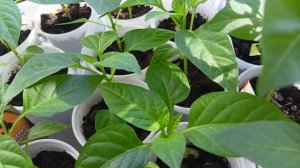 Мои перцы после пикирования. Радуются жизни каждый весенний день.