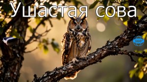 8 серия - Ушастая сова в VR 360