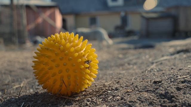 Приют для животных Дружок