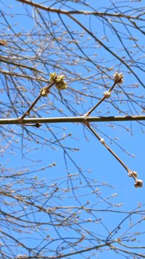 Пробный молчаливый релакс стрим