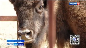 В нижегородском зоопарке "Лимпопо" поселилась новая обитательница