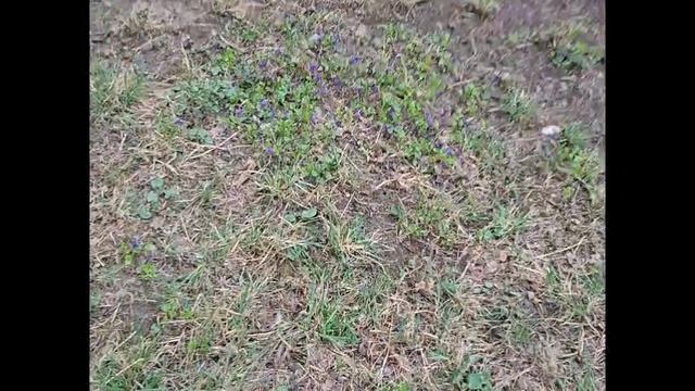 Начало апреля, середина весны.mp4