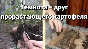 Ранний картофель к концу июня. Проращивание в темноте