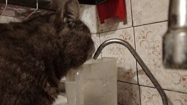 Тигрик пьёт воду.