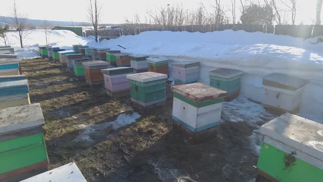 Выставили первую партию пчел, пасека Старчевских, Сибирь