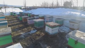 Выставили первую партию пчел, пасека Старчевских, Сибирь