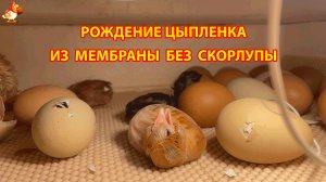 Рождение цыпленка из мембраны яйца