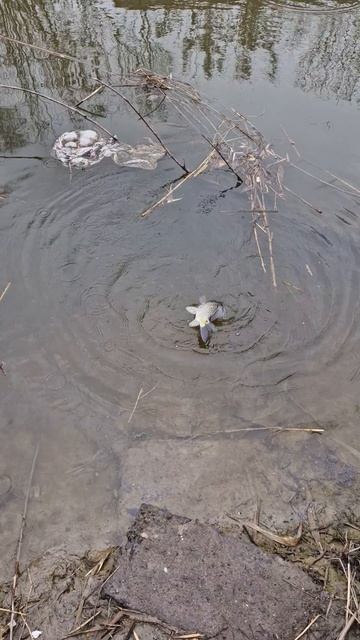 Борзый карась! Карась жороклюй! #рыбалка #спиннинг #ультралайт #fishmir