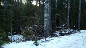 Лосиха побежала за волком