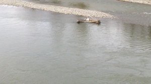 DSCF0001Набережная возле городского парка Река Кубань г.Неви нномысск апрель 2026