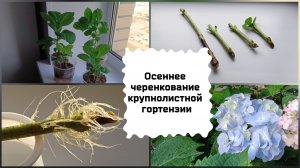 Осеннее черенкование крупнолистной гортензии.