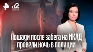 Нагло и без поворотников: устроившие забег на МКАД лошади провели ночь в полиции