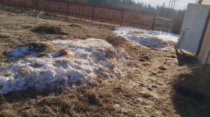 ЗАТРАТЫ НА ВЫРАЩИВАНИЕ ТЕЛЯТ ЗА ОДИН МЕСЯЦ