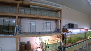 Массово поплыли Данио. Работа на разводне