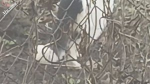 "Гадалка"😉🫶🐱🐺🐱🐱😻😽😼🙀