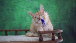 Gabriel 3 месяца