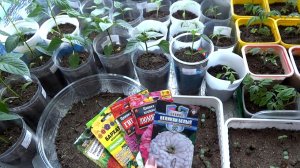 Вся рассада начало апреля 2026г (Западная Сибирь)