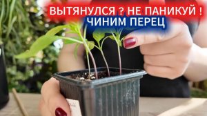 Вытянулся перец в рассаде - не беда, починим! Как пересадить слабую рассаду с заглублением