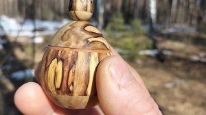 Шкатулка в апрельском лесу в дупле сосны