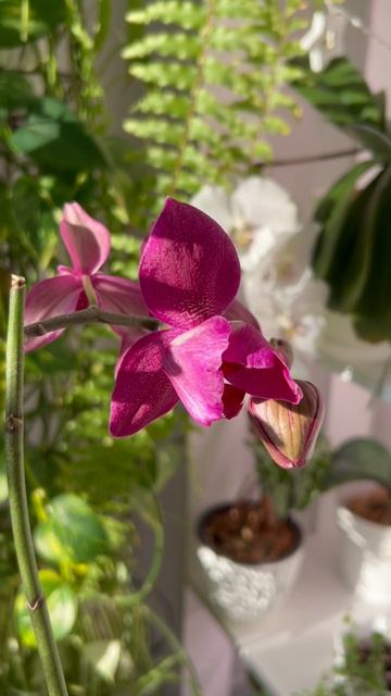 Орхидеи, купленные в продуктовом магазине 🥰❤️😍 #орхидеи