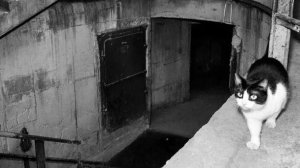 Бункер и дорс от 0 до 200 дверей роблоксе {подпишись}