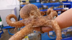 Уличная еда Сеула. Живой осьминог.