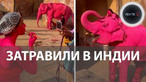 Индийцы обвинили фотографа из России Юлию в смерти «розового» слона
