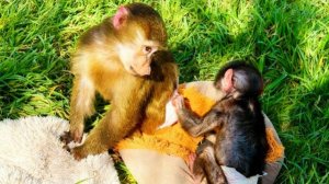 НЕОЖИДАННО! Николь учится УХАЖИВАТЬ за Анфисой, а та вдруг решает поухаживать за МНОЙ😂