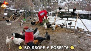Содержание кур в домашних условиях и других птиц во дворе у Роберта 🐣🐤🦆🐔🪿🦃 (460)