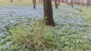 2 апреля по вашим просьбам дождь. ☔ ...волшебная поляна.....