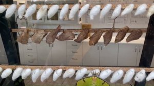 Тенерифе: Mariposarium -Бабочкариум