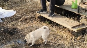1 апреля.День не задался, но всё решилось/Двор нужно приводить в порядок