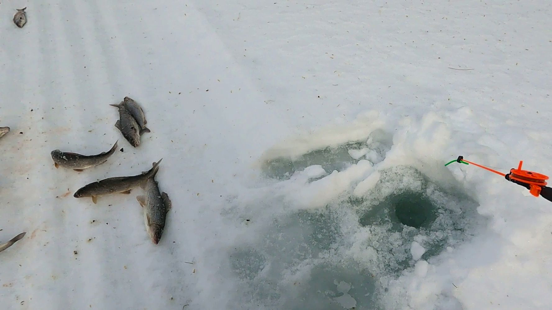 Хариус на лесной речке \ Март 2026 \ Часть 1