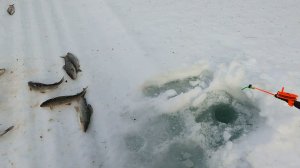 Хариус на лесной речке \ Март 2026 \ Часть 1