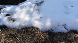 ВЫНЕСЛА ПОЧТИ ВСЮ РАССАДУ В ТЕПЛИЦУ