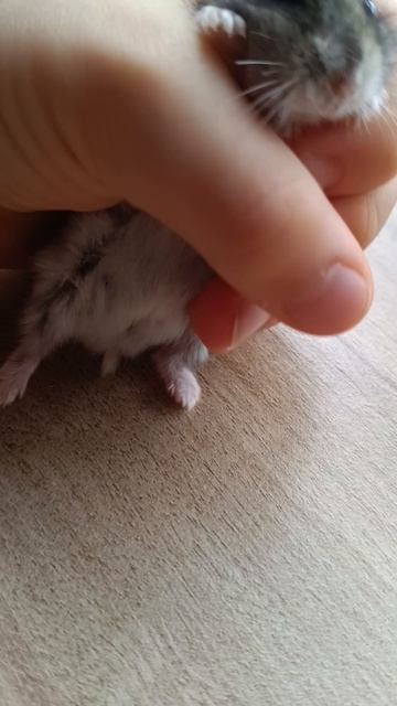 милые хомячки