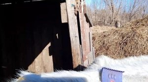 02-04-2026 привожу животных в порядок. поговорим 😉