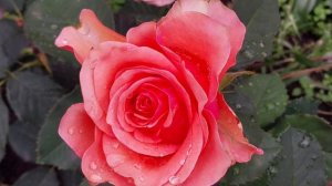 ✅️Мои цветы в студию!Релакс!