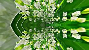 Футажи! Комплект Футажей Весенняя Ландышевая Сказка 5 от Киностудии Мудрого Кота Тимофея!