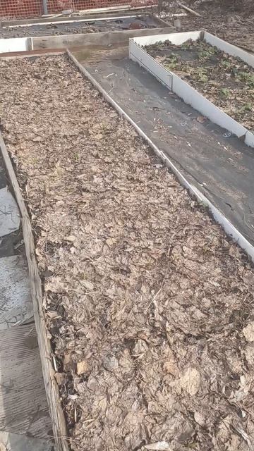 чеснок начал всходить 1.04.26