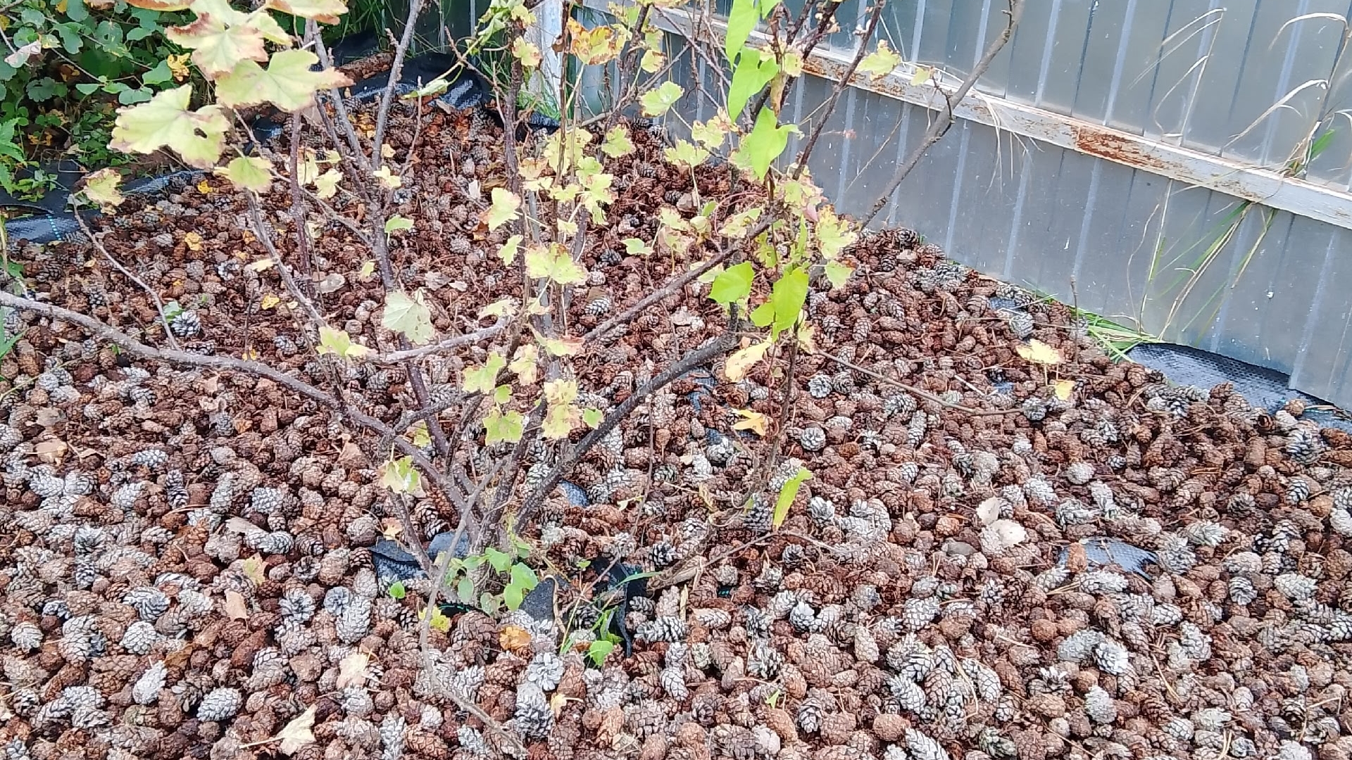 Уход за растениями. Мульчирование сосновыми шишками и корой