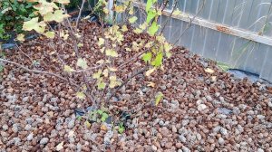 Уход за растениями. Мульчирование сосновыми шишками и корой